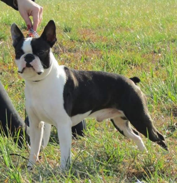 CH. Gentle boy Of nimiloxus